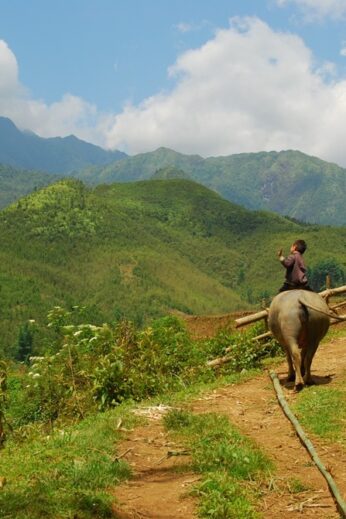 Child riding a buffalo in the highlands of Sapa