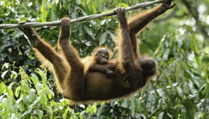 Mother and baby orangutan at Sepilok Orangutan Rehabilitation Centre