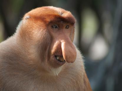 Proboscis monkey - Alastair Donnelly