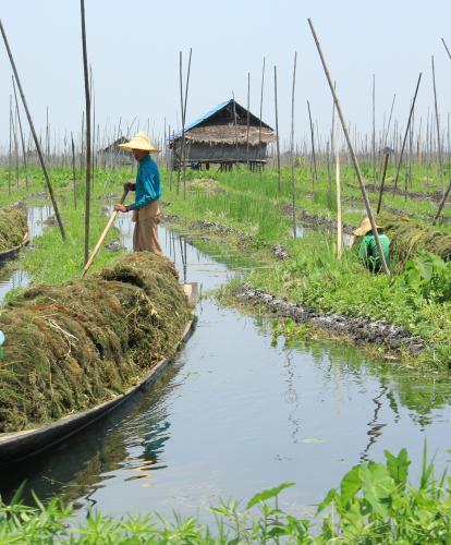 Harvest time on Inle Lake