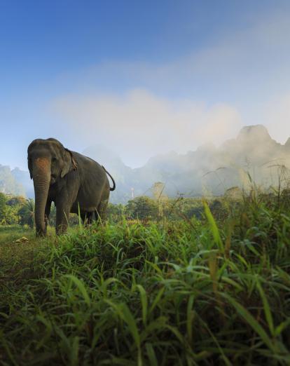 Elephant at Elephant Hills Luxury Tented Camp in Khao Sok National Park, Thailand
