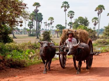 Buffalo cart in village near Siem Reap