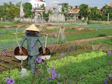 Farming in Vietnam