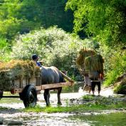 Ox cart in Pu Luong