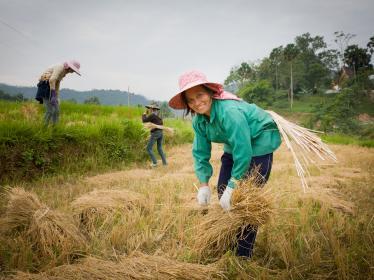 Rice farming in Muang La